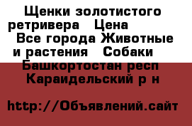 Щенки золотистого ретривера › Цена ­ 15 000 - Все города Животные и растения » Собаки   . Башкортостан респ.,Караидельский р-н